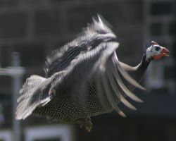 Guinea fowl