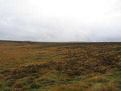 Moor