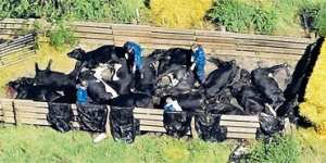 Slaughtered cows