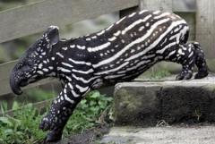 Tapir