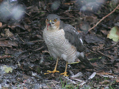 Sparrowhawk