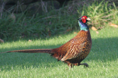 Pheasant