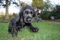Molly
