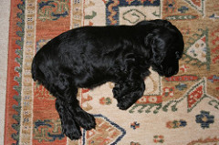 Molly